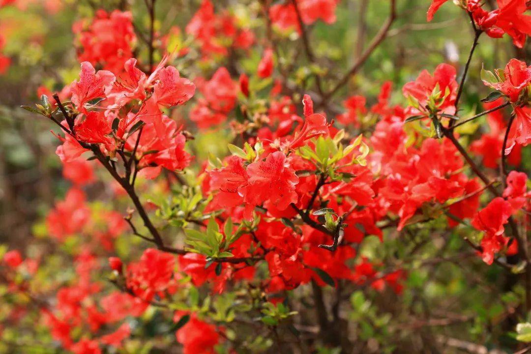 皇冠信用网登3出租_南安诗词学会赴翔云采风创作作品展(二)