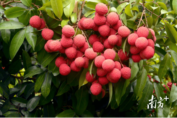 世界杯皇冠信用平台_东莞世界杯皇冠信用平台,给“荔”一夏|莞+一周荐读