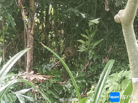 足球大小_海口一树丛现足球大小的马蜂窝 消防部门及时摘除