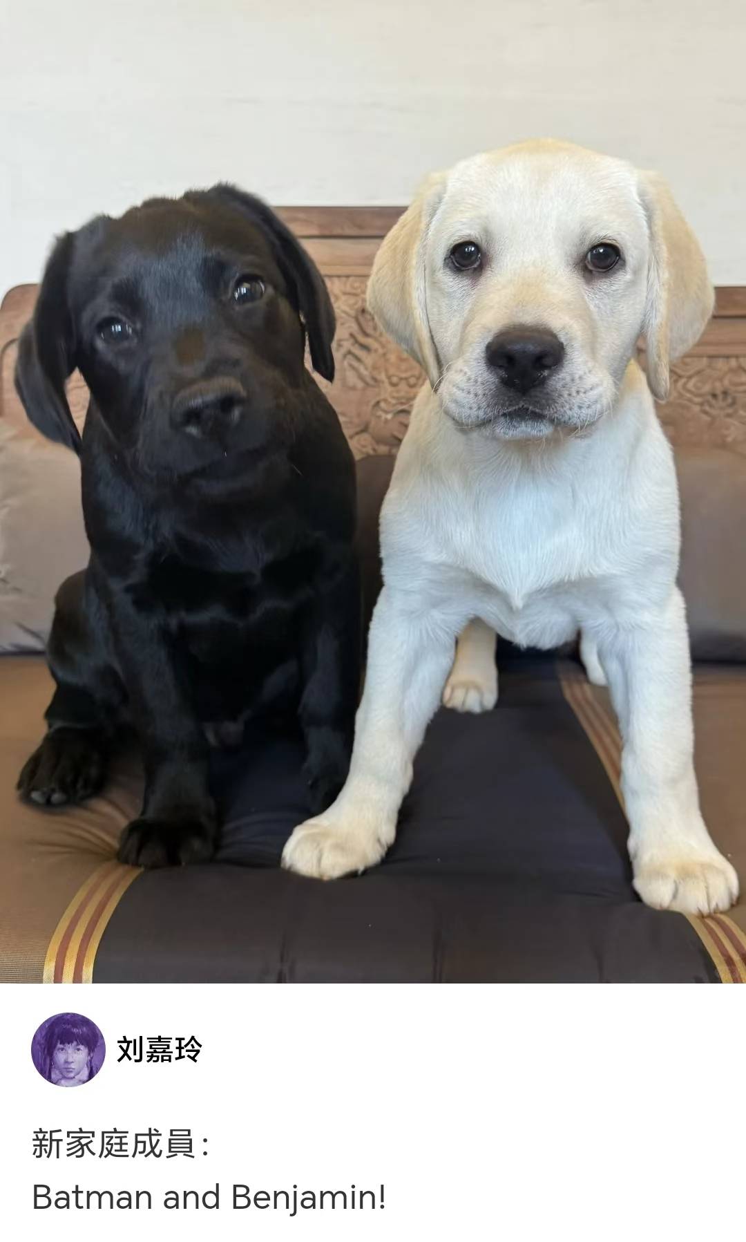 皇冠信用網注册开通_刘嘉玲自曝家庭添新成员皇冠信用網注册开通,梁朝伟:你确定吗?