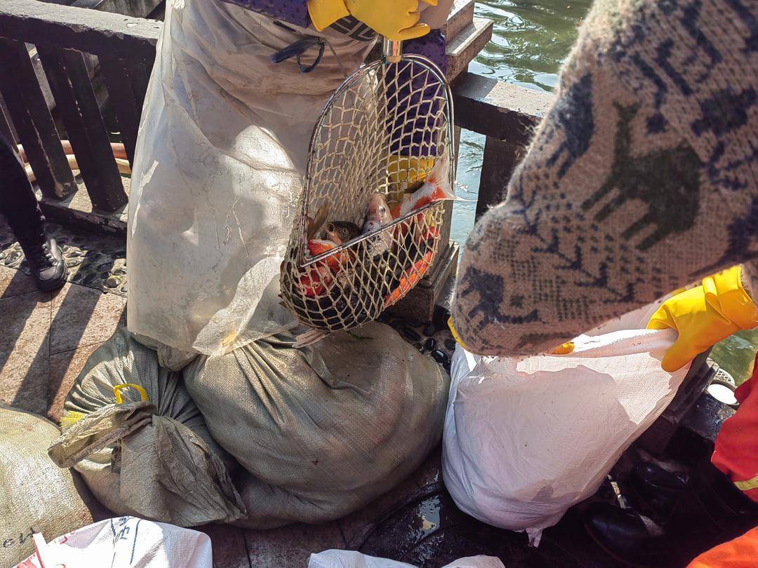 皇冠比分直播_重庆观音桥步行街观光鱼突然大量死亡皇冠比分直播,死鱼装满三十余编织袋 警方:正在调查