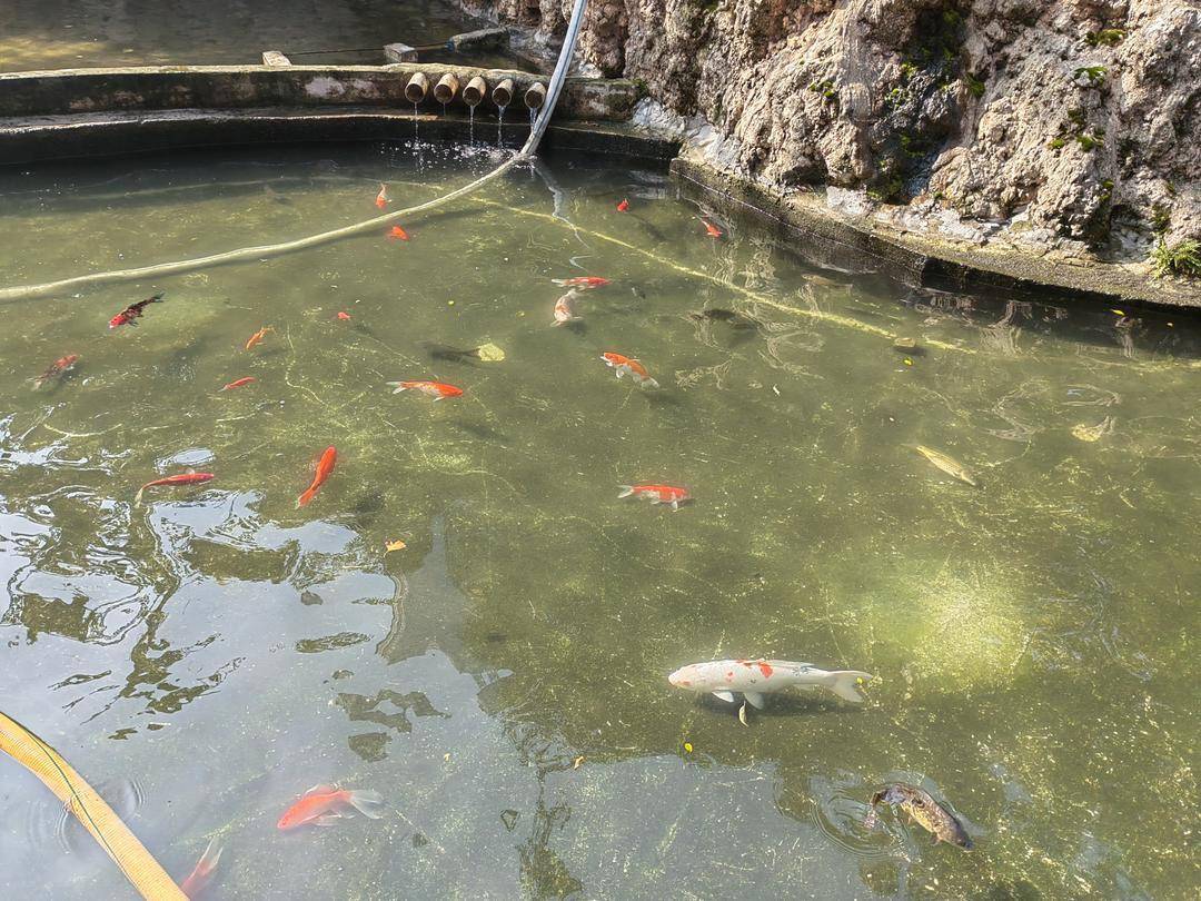 皇冠比分直播_重庆观音桥步行街观光鱼突然大量死亡皇冠比分直播,死鱼装满三十余编织袋 警方:正在调查