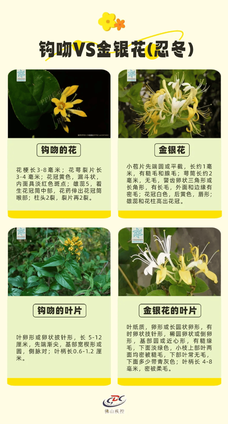 电子竞技
_一锅汤放倒佛山一家6口 警惕:此物剧毒电子竞技
!