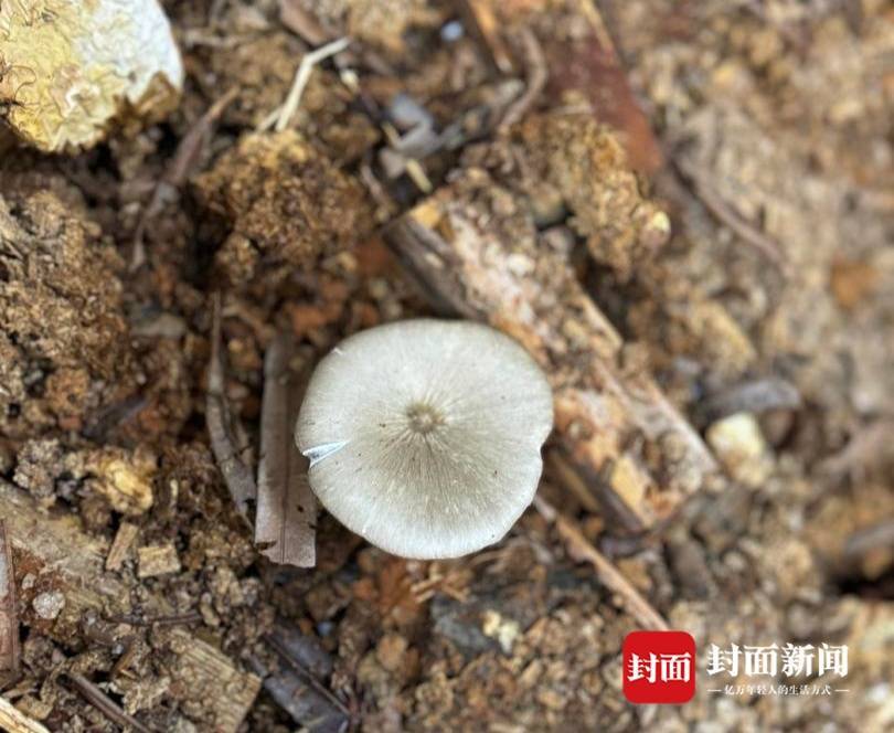 怎么注册皇冠信用盘
_价格腰斩怎么注册皇冠信用盘
!四川人即将实现鸡枞菌自由