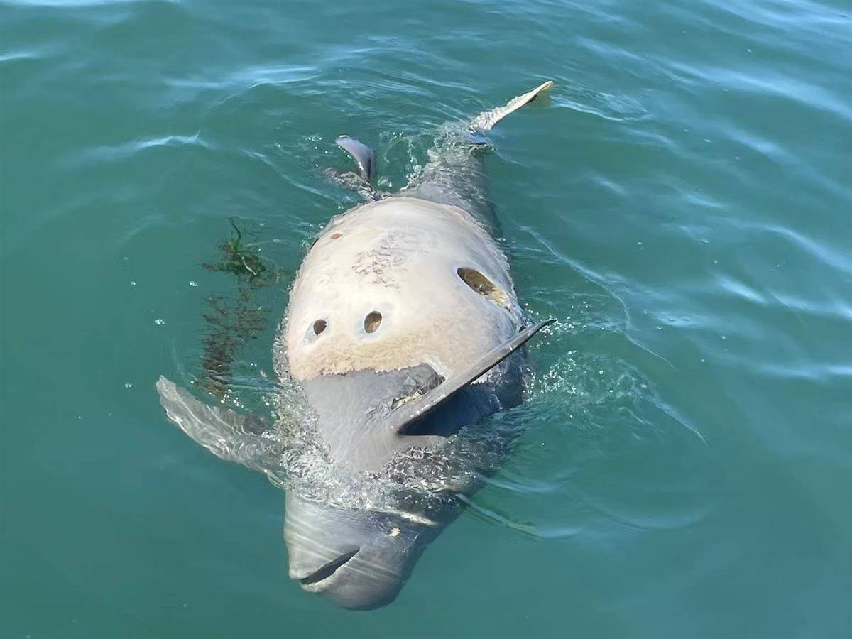 皇冠信用盘代理流程
_大连海域发现带圆孔的江豚尸体皇冠信用盘代理流程
，疑是鱼枪所致，专家：系国家二级保护动物，死因尚不好判断