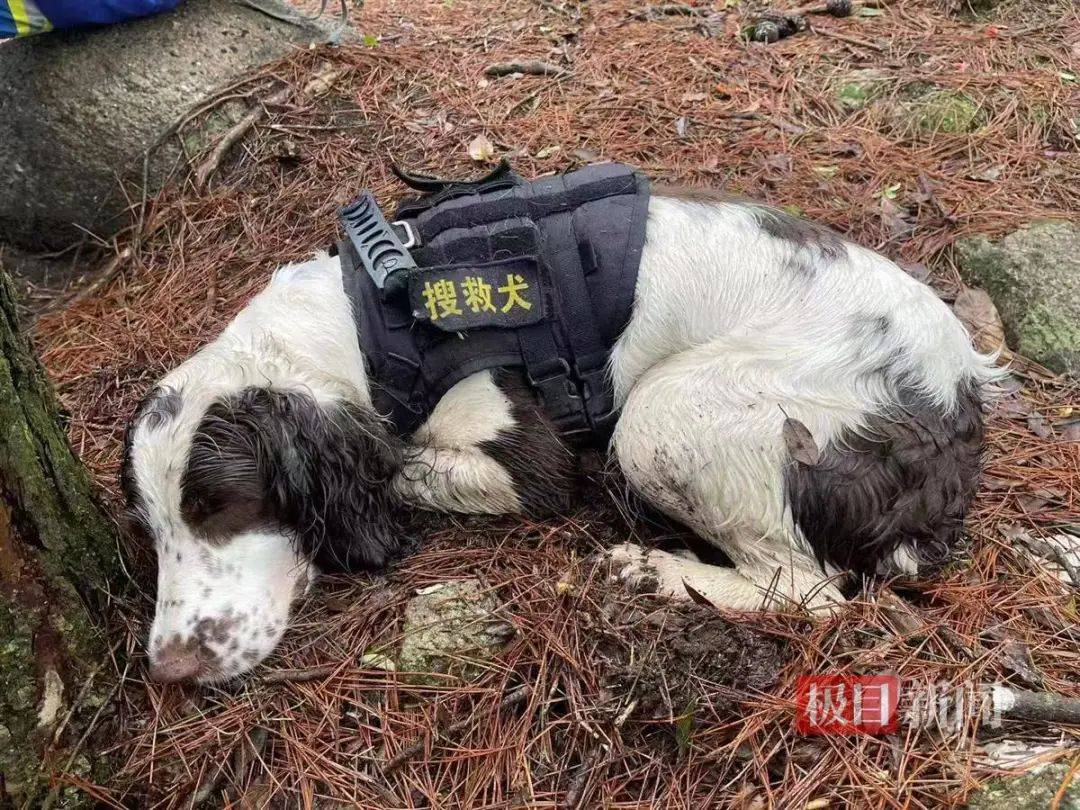 welcome皇冠注册
_2只搜救犬受伤welcome皇冠注册
!发现福建8岁失踪男孩的脚印和糖纸?搜救人员回应