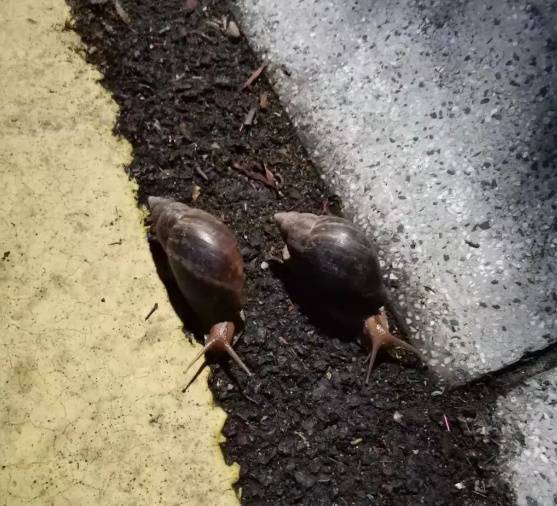 皇冠皇冠信用网会员注册
_雨后大量出现皇冠皇冠信用网会员注册
，广州街坊：一墙都是看得头皮发麻……提醒：不要碰也不要吃！