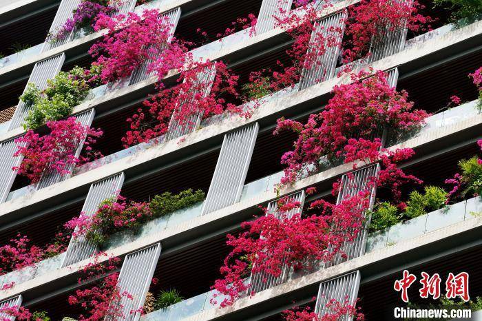 皇冠信用网哪里申请
_成都一栋30层高居民楼被三角梅扮靓