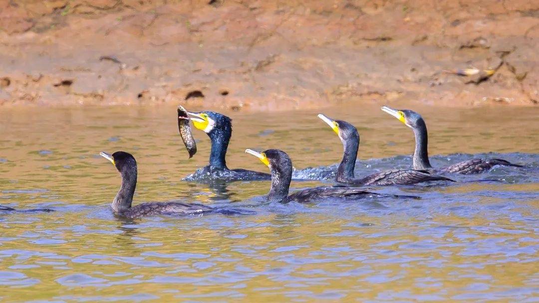 洛杉矶v艾斯柏兰斯_市民欲买10只鸬鹚在长江捕鱼致富洛杉矶v艾斯柏兰斯,水务局:它是禁用渔具,在禁渔区使用最高可判三年