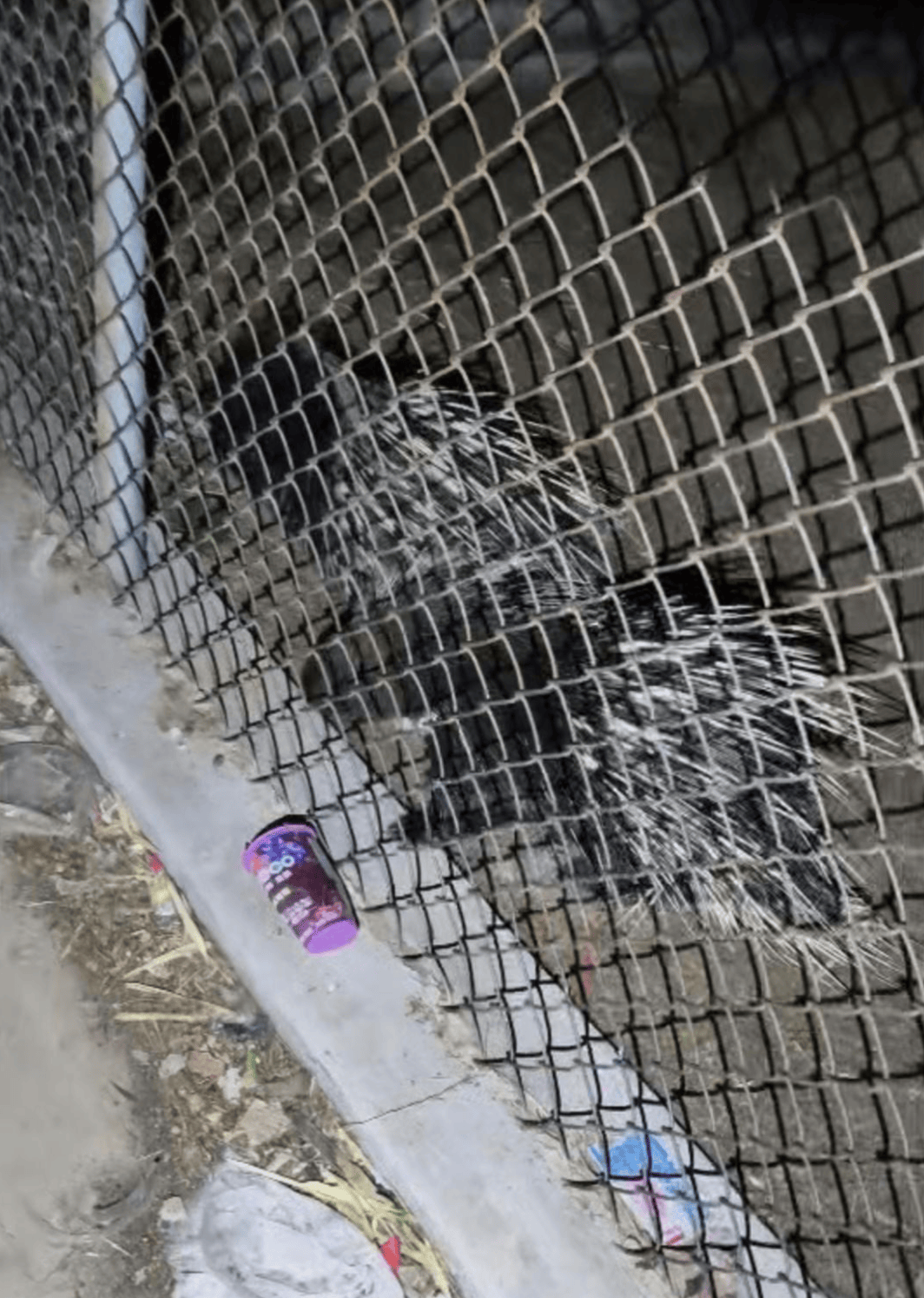 费城联II队vs奥兰多城B队_“废弃动物园”的一只猴子与两只豪猪费城联II队vs奥兰多城B队,被改变的命运背后|红星特稿