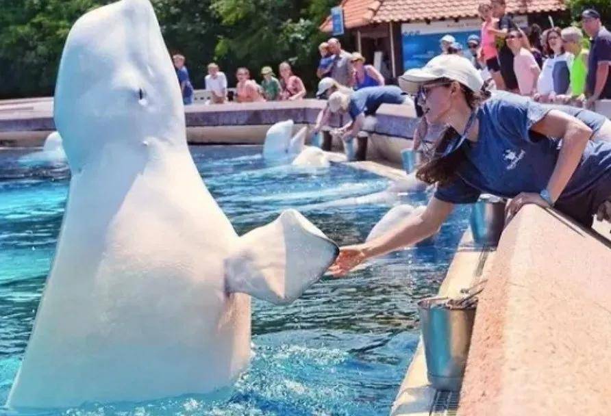 怎么注册皇冠信用网_宁愿全部安乐死怎么注册皇冠信用网,也不给中国?加拿大养不起30头白鲸,中国愿接手,然而...